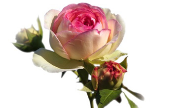 � Martine Affre Eisenlohr - Fotolia.com